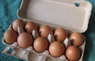 養鶏･卵拭き作業の写真